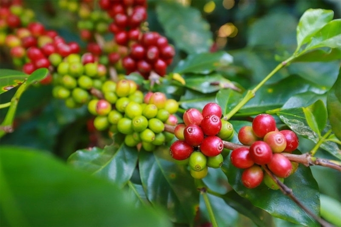 Coffee prices on December 3, 2024: Turn sharply downward