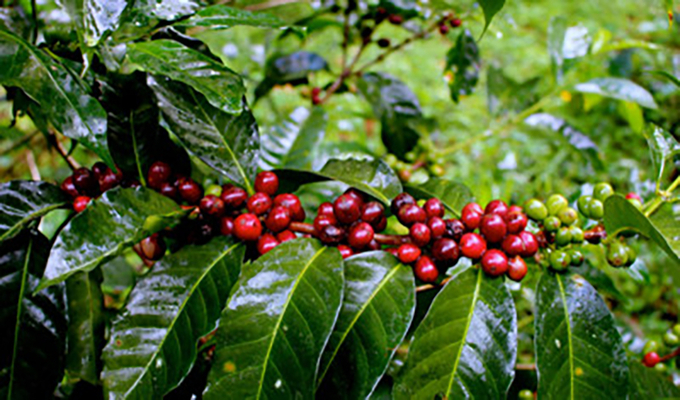 Coffee prices on December 28, 2024: Increase at the end of the week