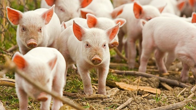 The latest live pig prices in all three regions on December 10, 2024