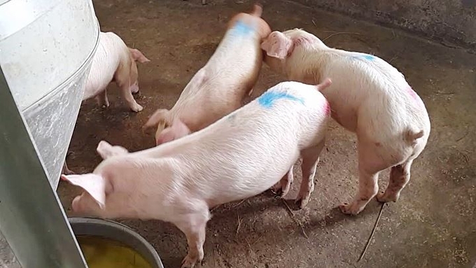 Latest live pig prices across the three regions on December 9, 2024