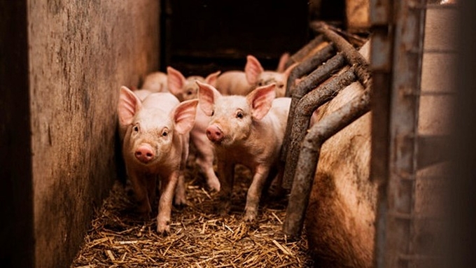 Latest live pig prices on December 16, 2014