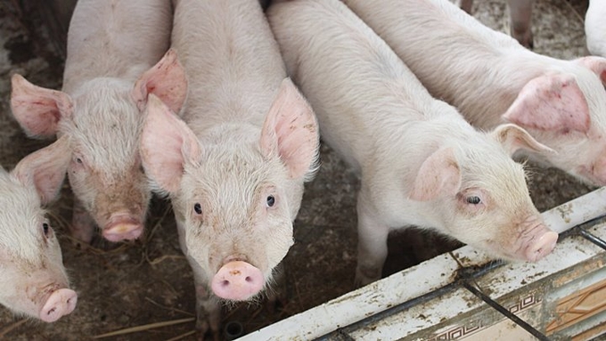 Latest live pig prices in the three regions on December 14, 2024