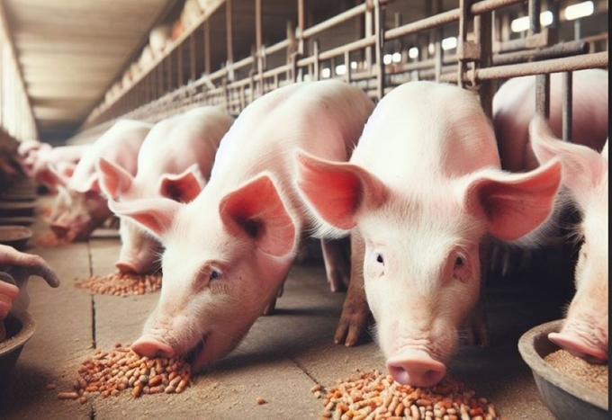 Live pig prices today, December 28, 2024: Range from VND 64,000 to 69,000/kg (Illustrative image).