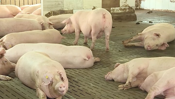 Live pig prices in the three regions as of December 13, 2024