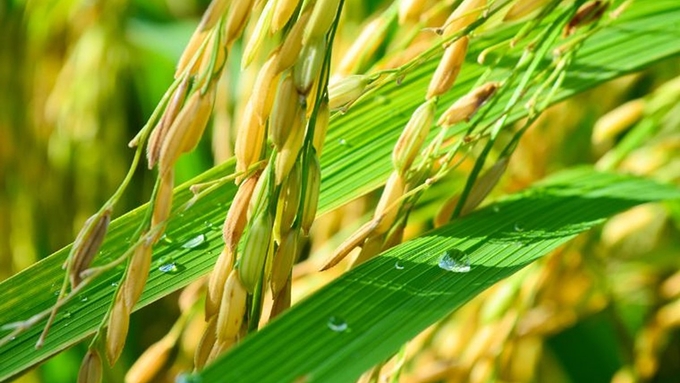 Latest rice prices update on December 10, 2024