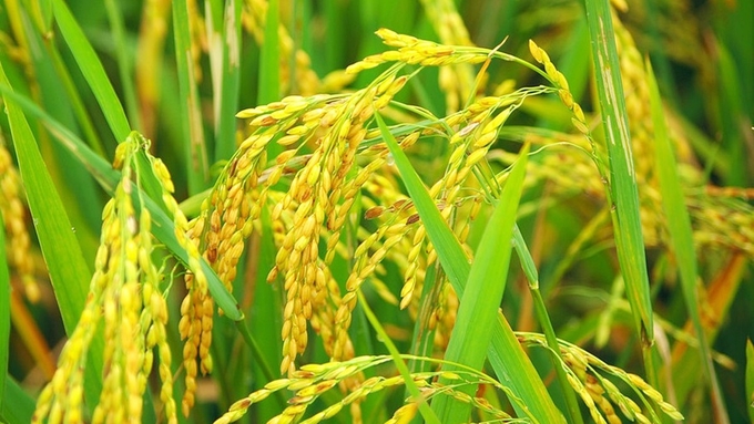 Update on rice and paddy prices on December 5, 2024