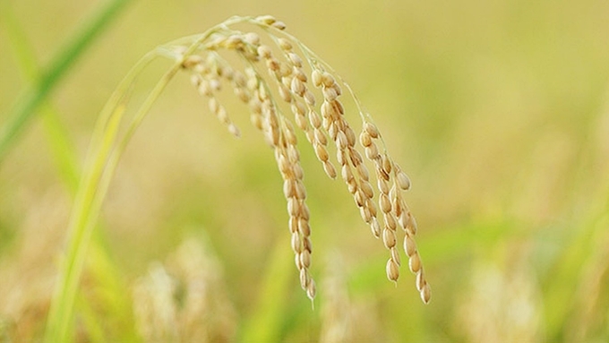 Latest rice and paddy prices update on December 13, 2024