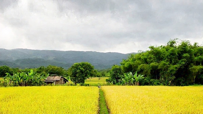 Latest rice prices on December 18, 2024: