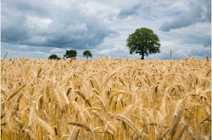 A comprehensive study of worldwide food production finds yields have continued to grow at roughly the same rate since the 1960s. 