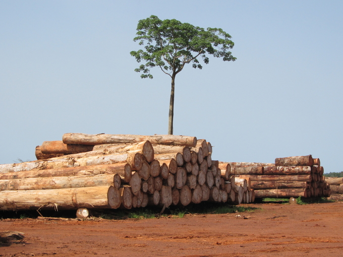 Global production and trade of most major wood-based products recorded a decline in 2023.