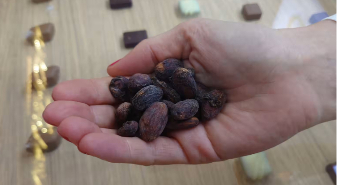 Indonesia, Asia's largest producer of cocoa beans, has seen harvests of the raw material for chocolate halved from 2015 to 2023. Photo: Dylan Loh.