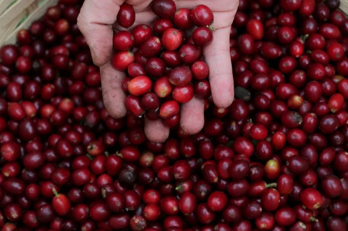 Sao Paulo's Biological Institute hosts one of the largest urban coffee plantations in the world. 