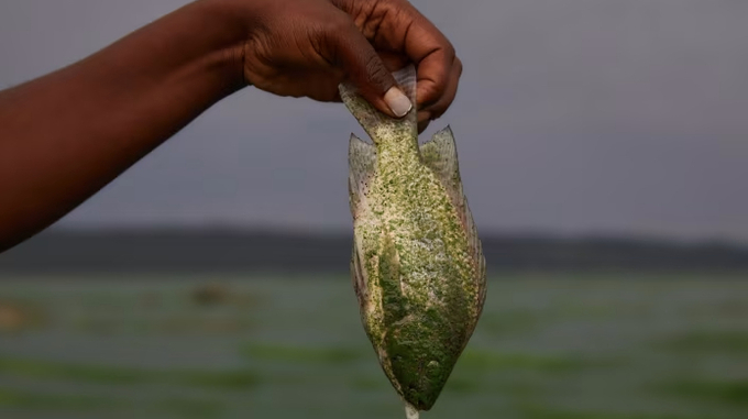 The report comes as concerns rise about stalled progress in UN negotiations this year on matters of biodiversity, desertification and pollution. Photo: AFP via Getty Images.