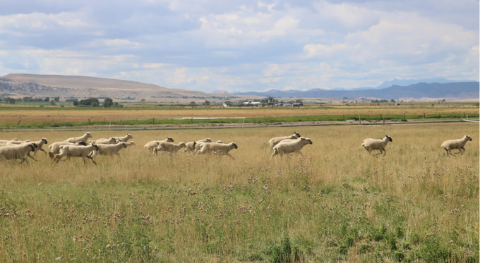 Sheep bound across a pasture on the Cottonwood Creek Ranch in Crowheart, Wyoming. 