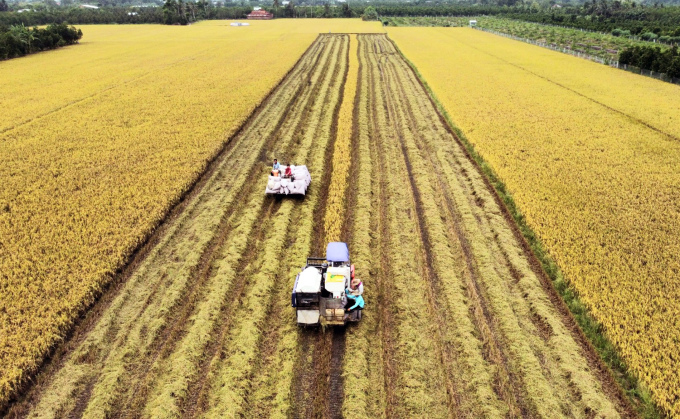 Harvesting rice in Soc Trang province. Photo: An Minh