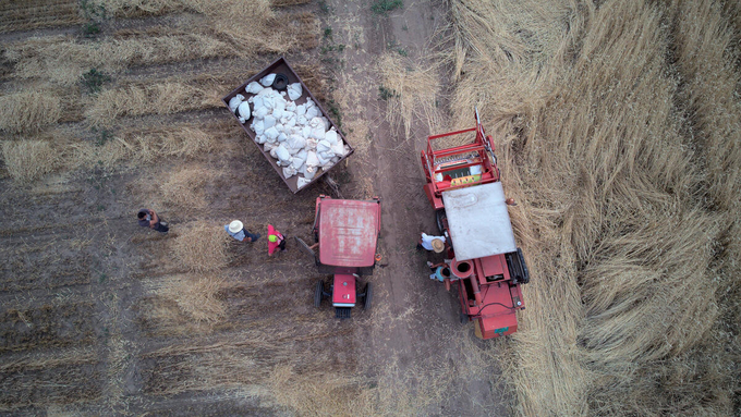 Harvesting wheat in Serbia.