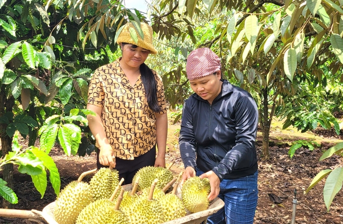 This year, durian also had a successful harvest. Photo: Tuan Anh.