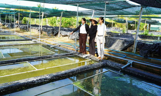 Guests come to visit Ms. Hien's snail farm. Photo: Nam An