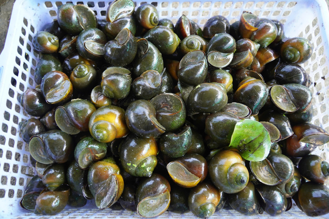 After about 4 months, black apple snails can be sold. Photo: Nam An