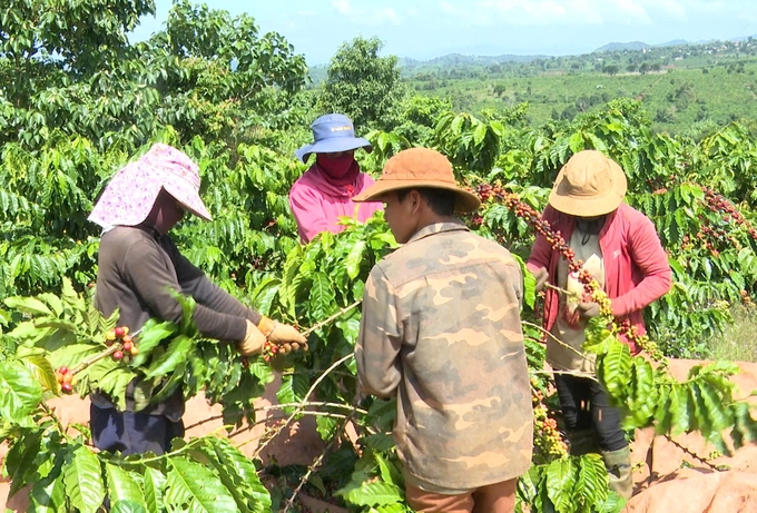 Coffee prices have continuously risen in recent times. Photo: Tuan Anh.