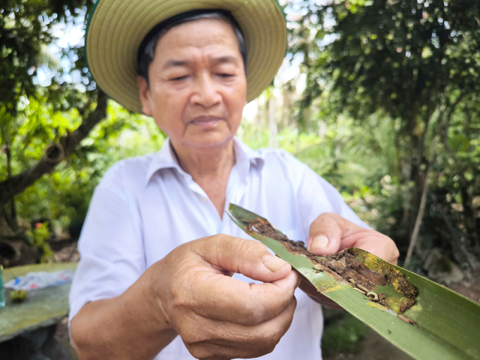 Blackhead worm causes damage to a coconut leaf in Ben Tre. Photo: Nam An