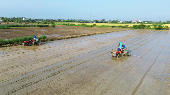 In many winter-spring rice areas in the Go Cong freshwater region (Tien Giang), farmers have sown seeds at risk of being affected if salinity occurs abnormally. Photo: Nam An