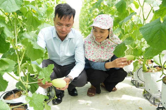 Golden melons at DNo Farm. Photo: Hong Thuy.