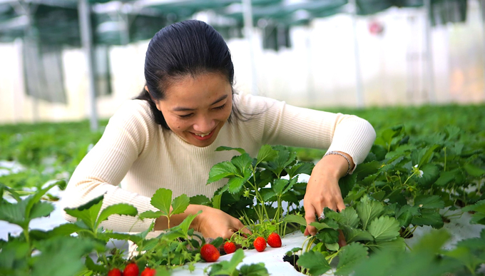 Ms. Bui Thi Khanh Hoa - CEO of Dak Nong Clean Agriculture Joint Stock Company. Photo: Hong Thuy.