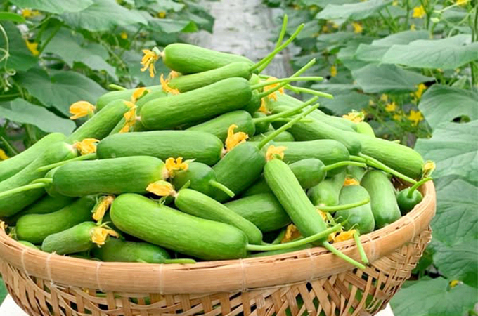 The demand for imported cucumbers and various other fruits and vegetables in Sweden rises significantly from October to May.