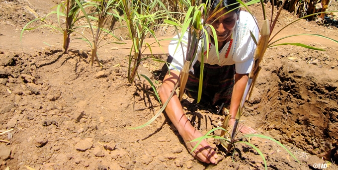 The report emphasizes that ensuring the long-term sustainability of agrifood systems is essential.