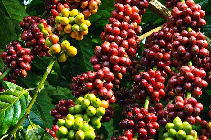 gia-ca-phe-hom-nay-20-1-095915_66-100457-151021_603.jpg Coffee prices today, January 20, 2025: Continuing upward momentum with expectations of sustaining high levels
