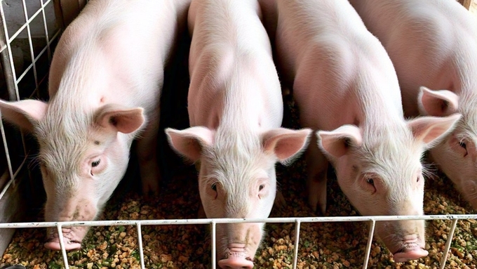 Live pig prices on January 10, 2025, across three regions