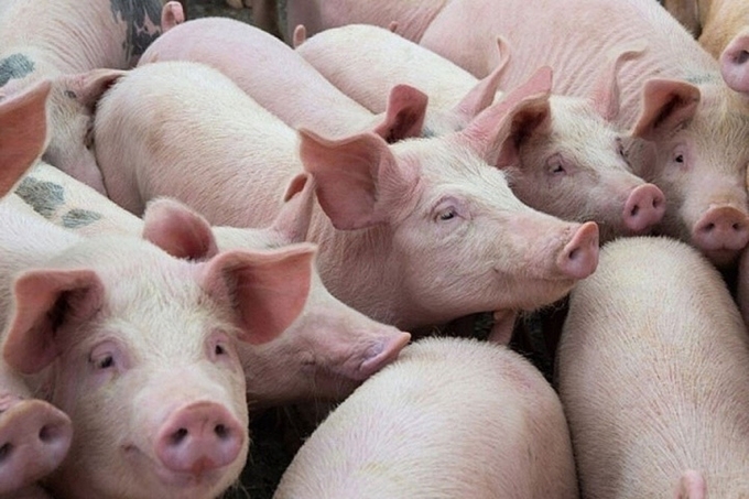 gia-heo-hoi-hom-nay-20-1-091618_598-092134-153312_185.jpg Live pig price today, January 20, 2025: Maintaining stability in all three regions