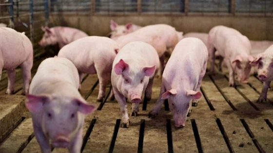 Live pig prices on December 31, 2024: Prices rebound