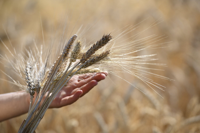 Wheat in Serbia.