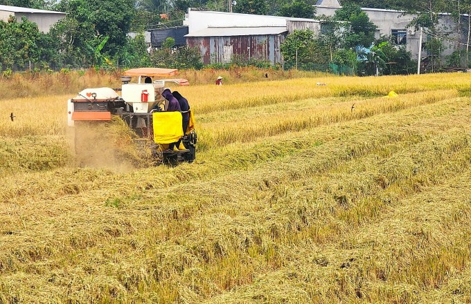 Mr. Ut Man's field is harvesting Winter-Spring rice. Photo: Ngoc Tai