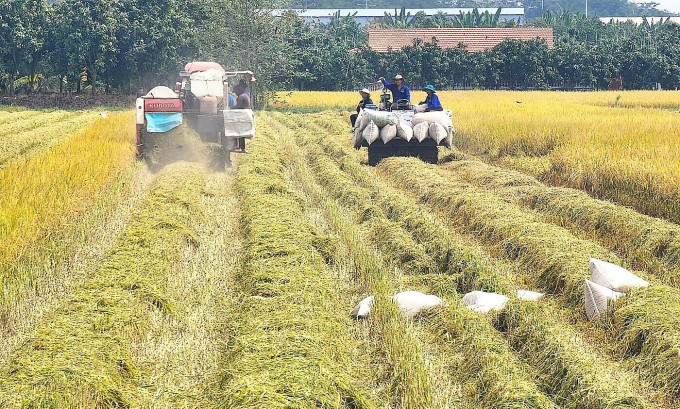 Rice production costs have increased over the years while prices have decreased and productivity is not high, causing farmers to not make much profit. Photo: Ngoc Tai