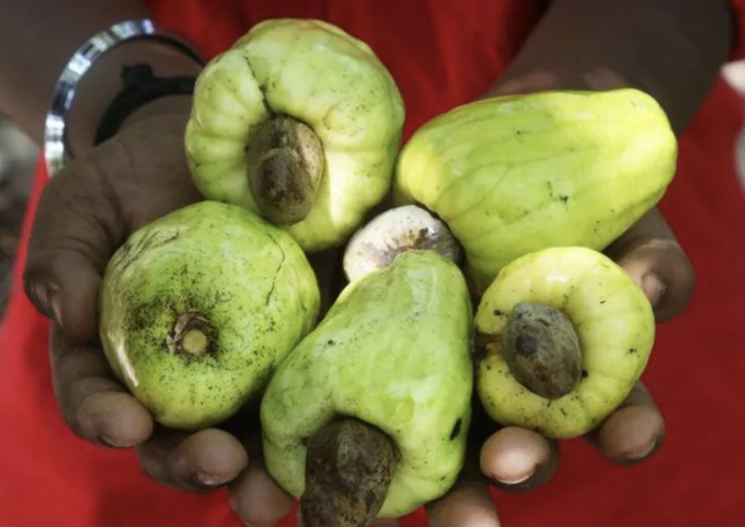 Cashew fruits. Photo: SCREENGRAB.