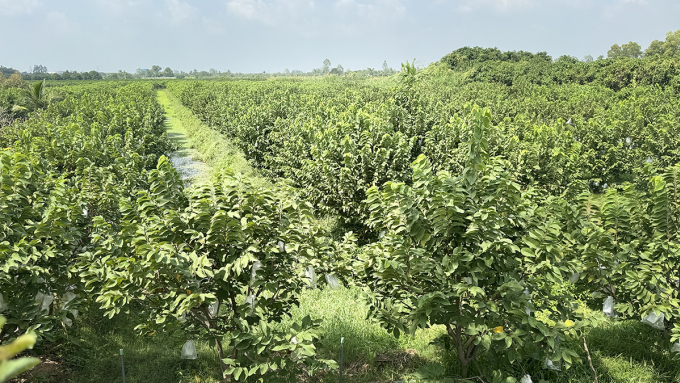 Na garden is giving the fruit of Mr. Phan Van Coc in Long Hung Ward, O Mon District, Can Tho City. Photo: An Binh