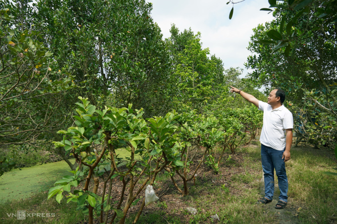 Na coffee garden gives the fruit all year round of Thanh's family. Photo: An Minh