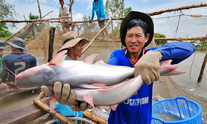 People in the Mekong Delta region are continuously expanding the pangasius farming area.