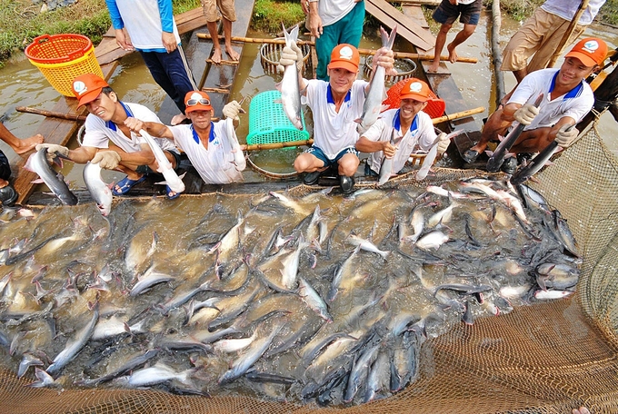 Vietnam currently accounts for more than 40% of global pangasius production.