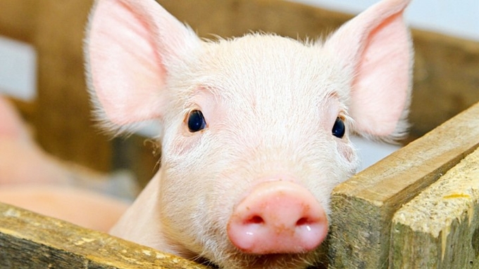 Latest live pig prices across three regions on February 10, 2025