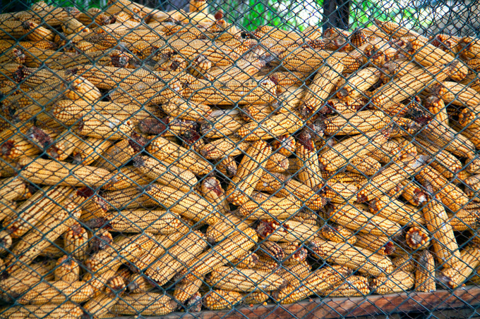 Maize storage in Kazakhstan. Photo: FAO/Didar Salimbayev.