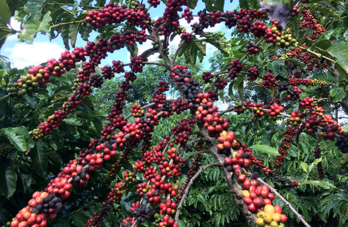 The robusta coffee fruits are seen in Sao Gabriel da Palha, Espirito Santo state, Brazil May 2, 2018. 