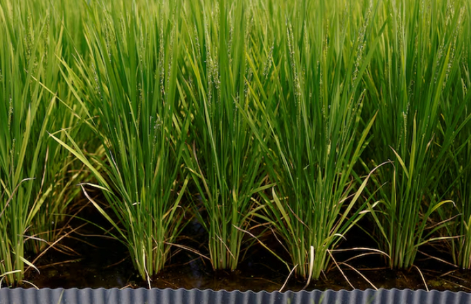 Rice is seen planted at the government-run Saitama Agricultural Technology Centre in Kumagaya, Saitama prefecture, Japan, August 7, 2024. REUTERS/Willy Kurniawan/File Photo Purchase Licensing Rights.