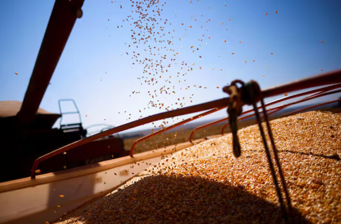 Corn grains are loaded on a truck after being harvested at a farm near Brasilia, Brazil August 22, 2023. Photo: REUTERS/Adriano Machado.