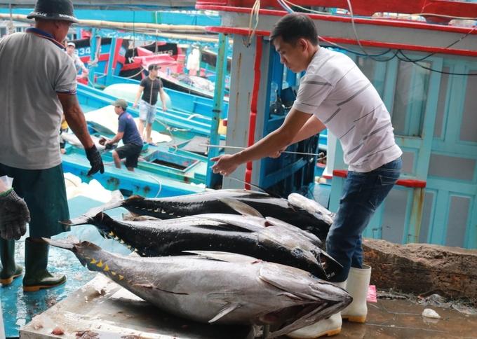 Vietnam's tuna exports are facing major challenges from major import markets such as the EU and the US. Photo: Kim So.