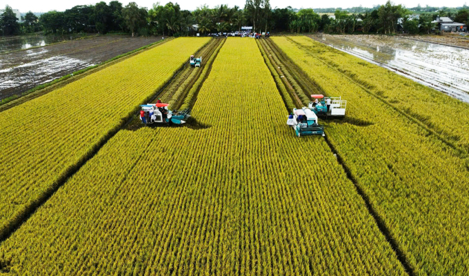 Harvest rice in Can Tho. Photo: An Binh