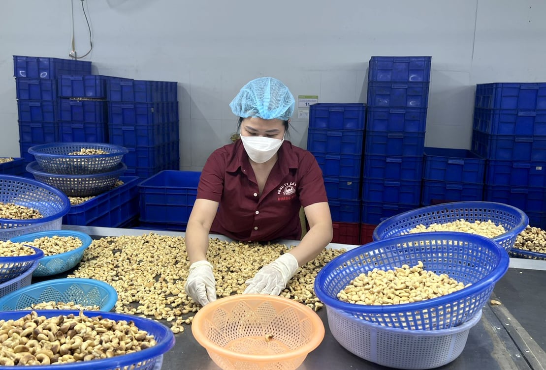 Processing cashew nuts at Hoang Son 1 Joint Stock Company, Binh Phuoc. Photo: Son Trang. Processing cashew nuts at Hoang Son 1 Joint Stock Company, Binh Phuoc. Photo: Son Trang.